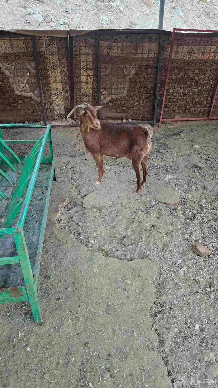 عنز محايلية 1