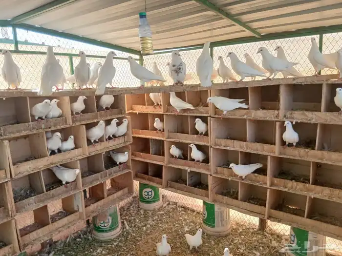 حمام فرنسي 5