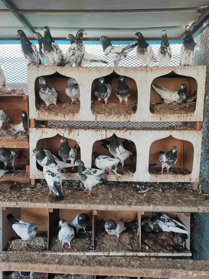 حمام باكستاني تيدي ورام وقولدن وكراسات 1