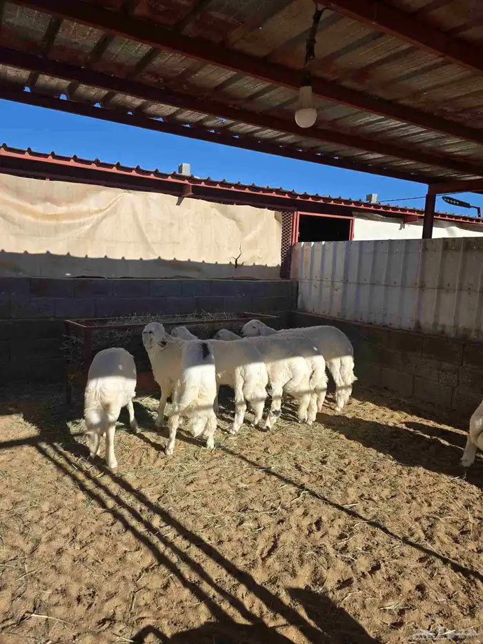 خرفان و رخال 2