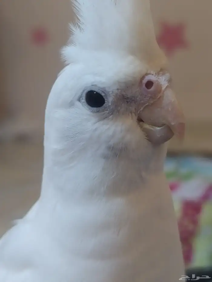 بغبغاء ألبينو 3