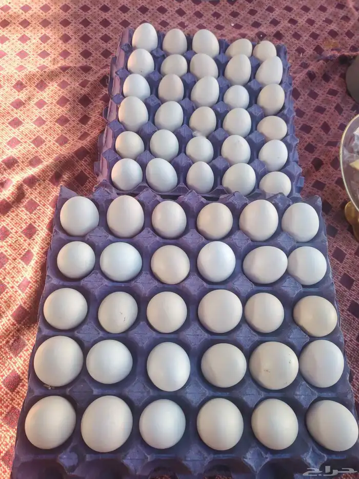 بيض بلدي صالح للأكل 5
