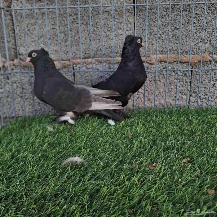 جوز تركي للبيع 2