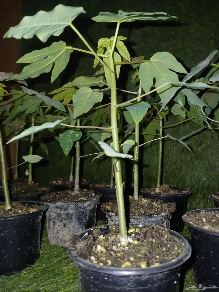 بابايا (رد ليدي) 10 سانتي 2