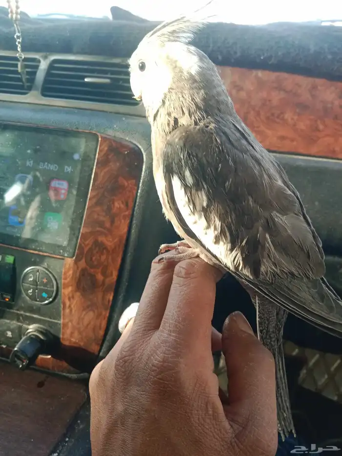 كروان او كوكتيل 9