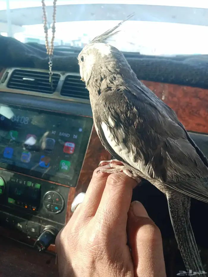 كروان او كوكتيل 10