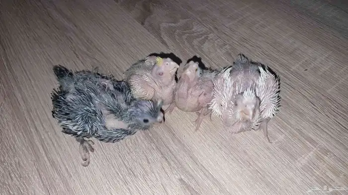 4 فروخ كروان 1