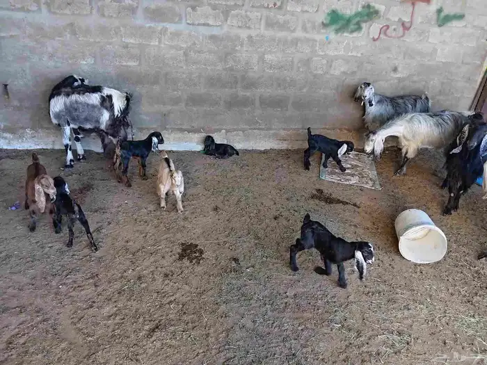 غنم وليد ودفع 2