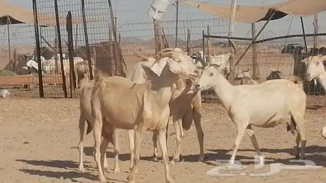 معزا بيشيات برص للبيع 42