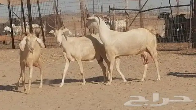 معزا بيشيات برص للبيع 41