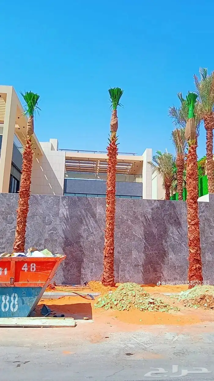 نخل وشنطني 1