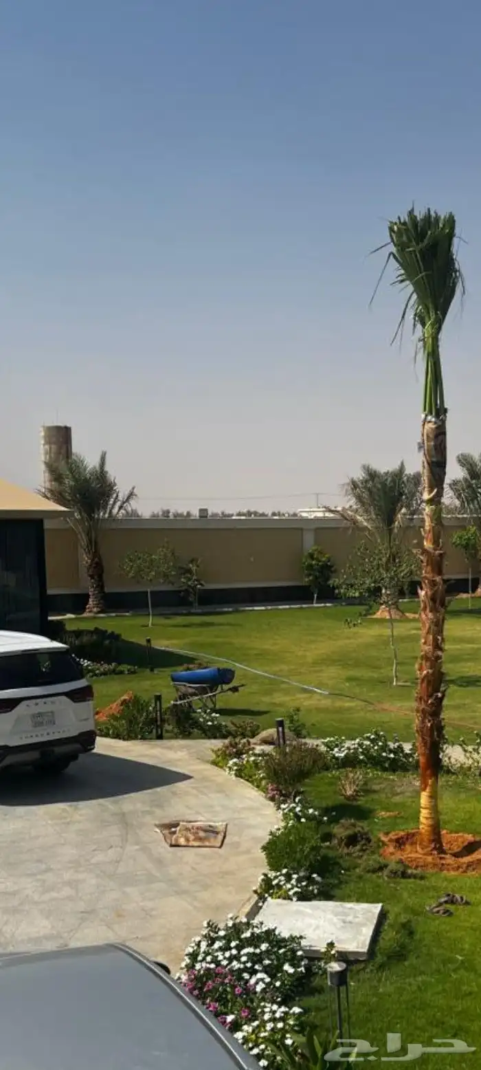 نخل واشنطني نخيل 5