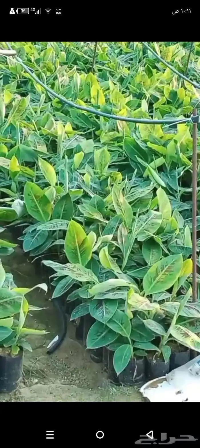 شتلات موز جرند امريكي 1