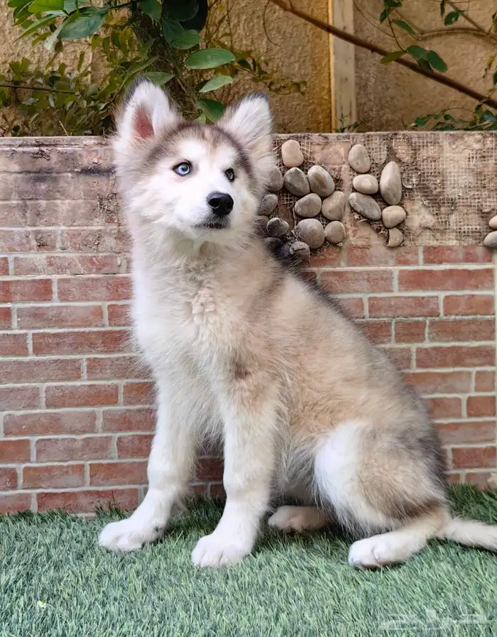 كلاب هاسكي جراوي 2