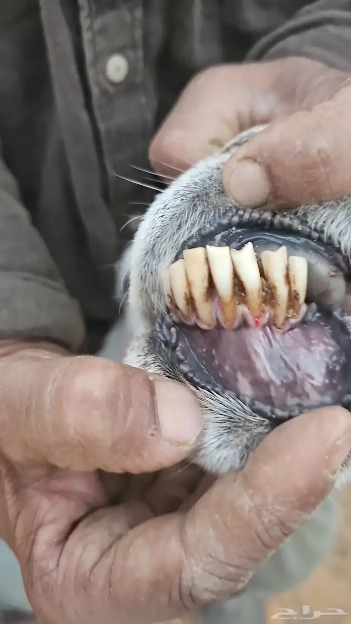 Two fat Hery sheep for sale 4