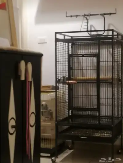 كاسكو ببغان للبيع index