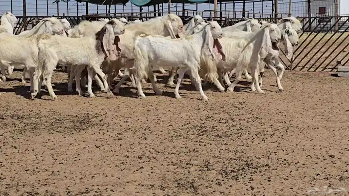 ماعز مشاريك طيبه 18