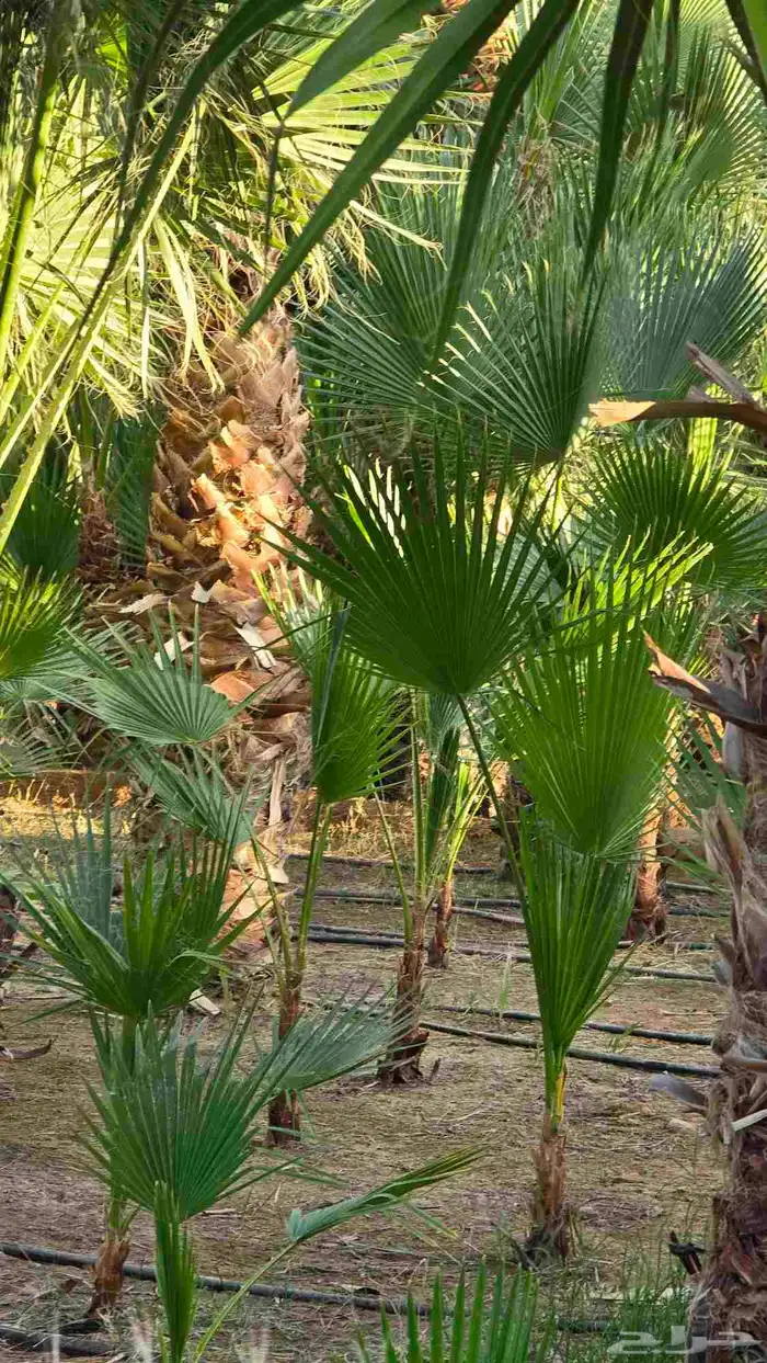 مشتل للبيع .. 17