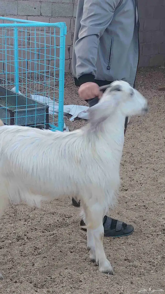 تيوس ذبايح شحم شرط بلدي مخاصي كبار 9