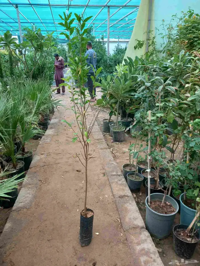 أشجار جميله دايما طول العام 8