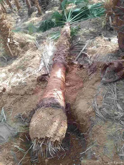 نخل واشنطني زينه index