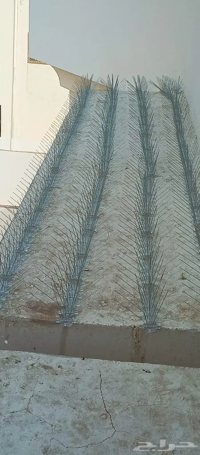 Pigeon repellent  box pin 5