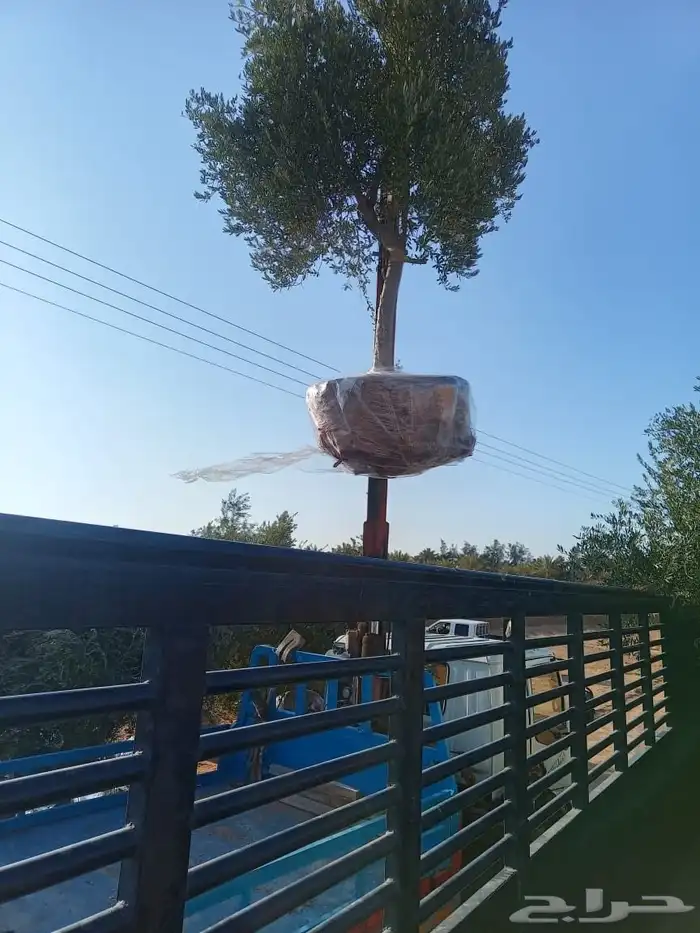 جميع انواع الزيتون للبيع 1