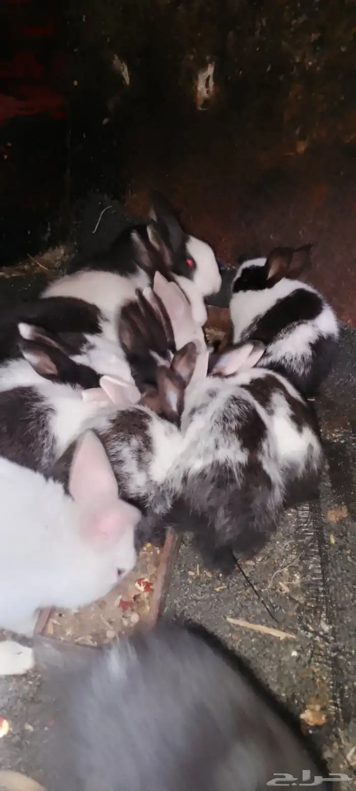 ارانب صغيره للبيع 1