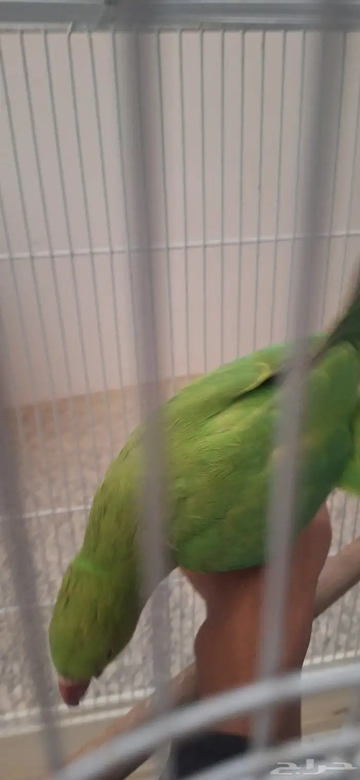 أنثى دره اليف او متكلم 9