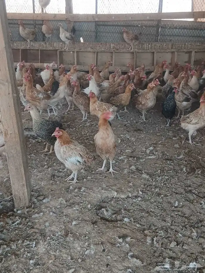 دجاج بلدي بياض 1