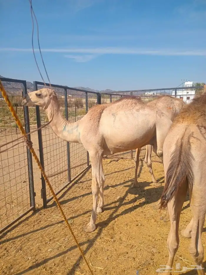 Somali calves singles fattened two to three months old 3