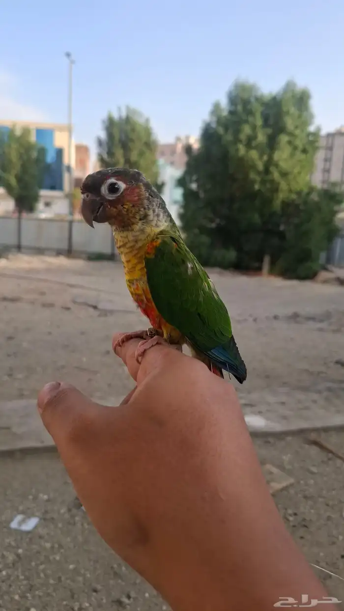 Yellowside Conure Tame 2