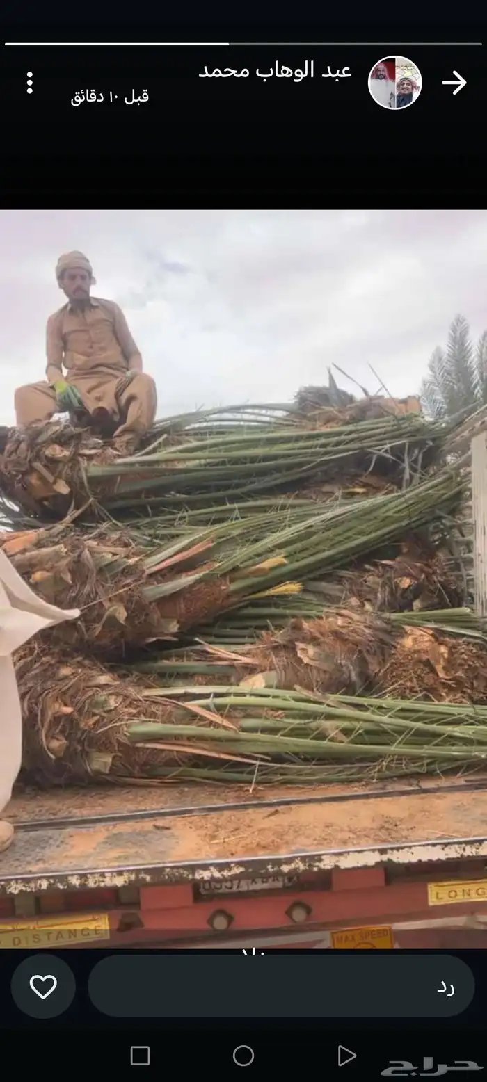 نخل للبيع منيفي اخلاص خضري نخيل صقعي صفاوي مصيفه برحي نبوت 7