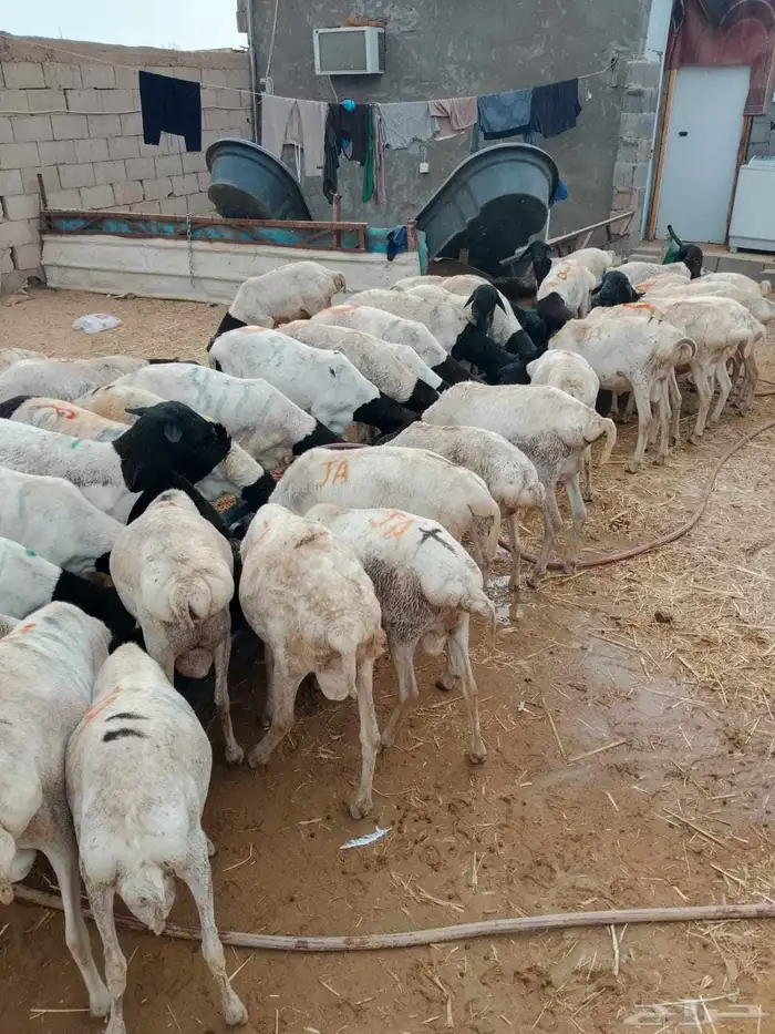 برابر صومالية مرابي شهرين بتبوك 3