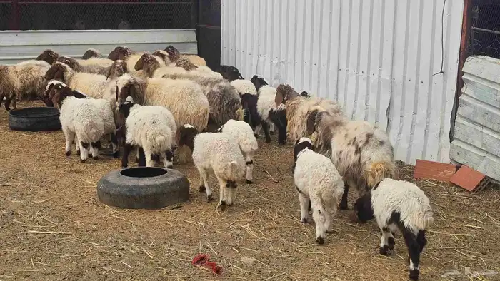 Naeim Sheep  Young 3