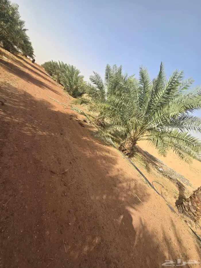 يوجد لدينا نخل للبيع 5