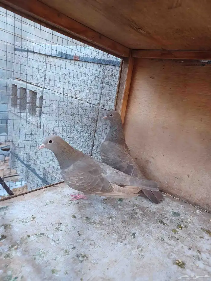 Dutch Male Goat Turkey Chicken and Yemeni Pigeon 4