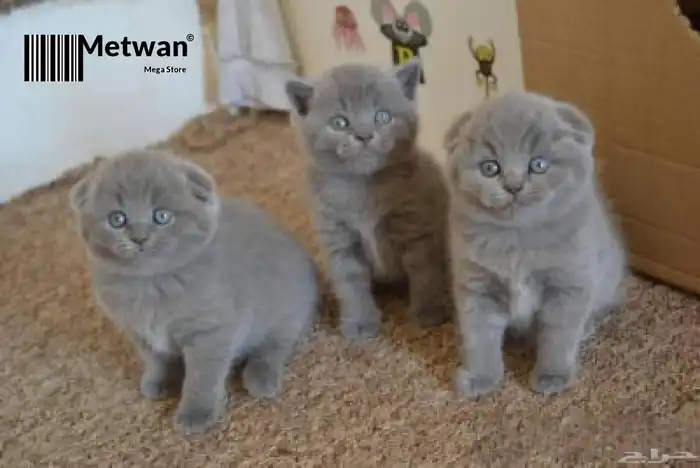 Cutest Scottish Kittens only at METWAN Cattery 5