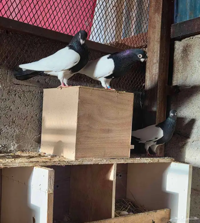 جوزين صيني مبيض 1