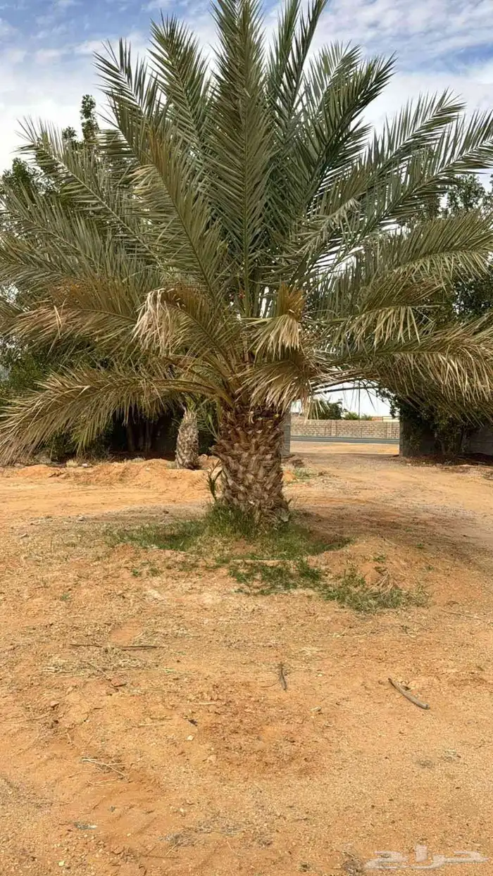 حائل يوجد لدي نخل انواع فاخره سكري وبرحي وخلاص وسلطانه وهلال 5