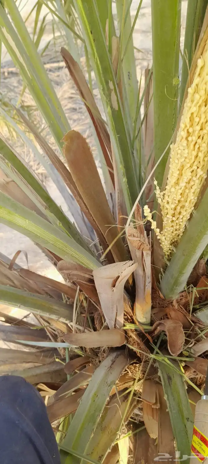 We specialize in farm work pruning pollination trunk care an 1