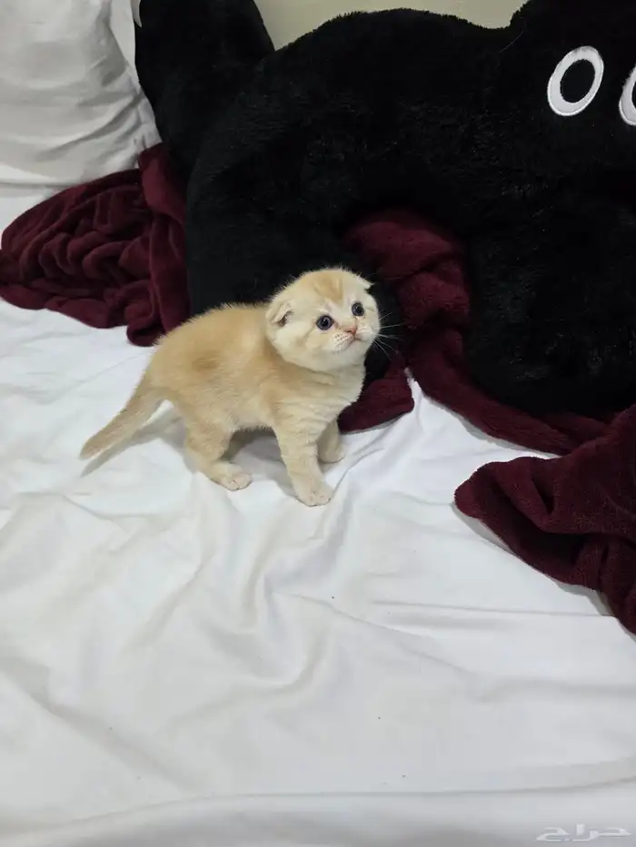 كيتن سكوتش تربل فولد قولد بيور 2