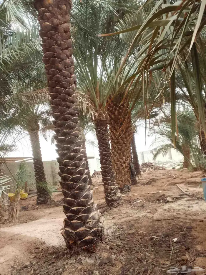 نخل عربي طوال اربعه متر نخيل للبيع خلاص برحي هلالي هشيشي 2