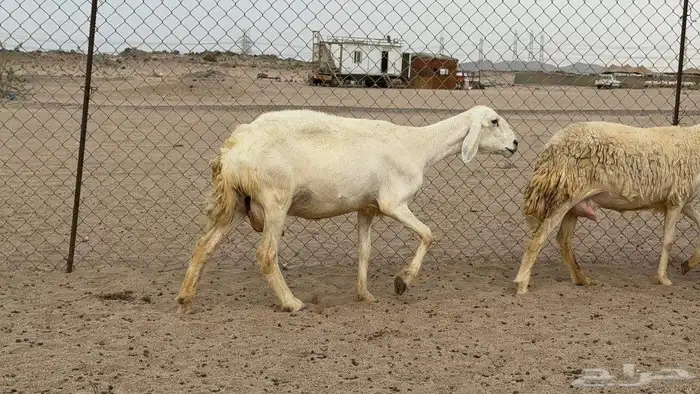 Harriat sheep rough behind ewes 5