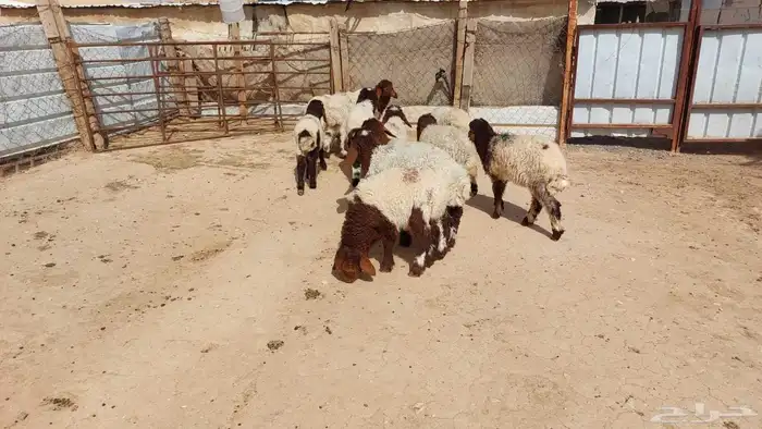 Young Naeem Sheep  Quantity 11 8