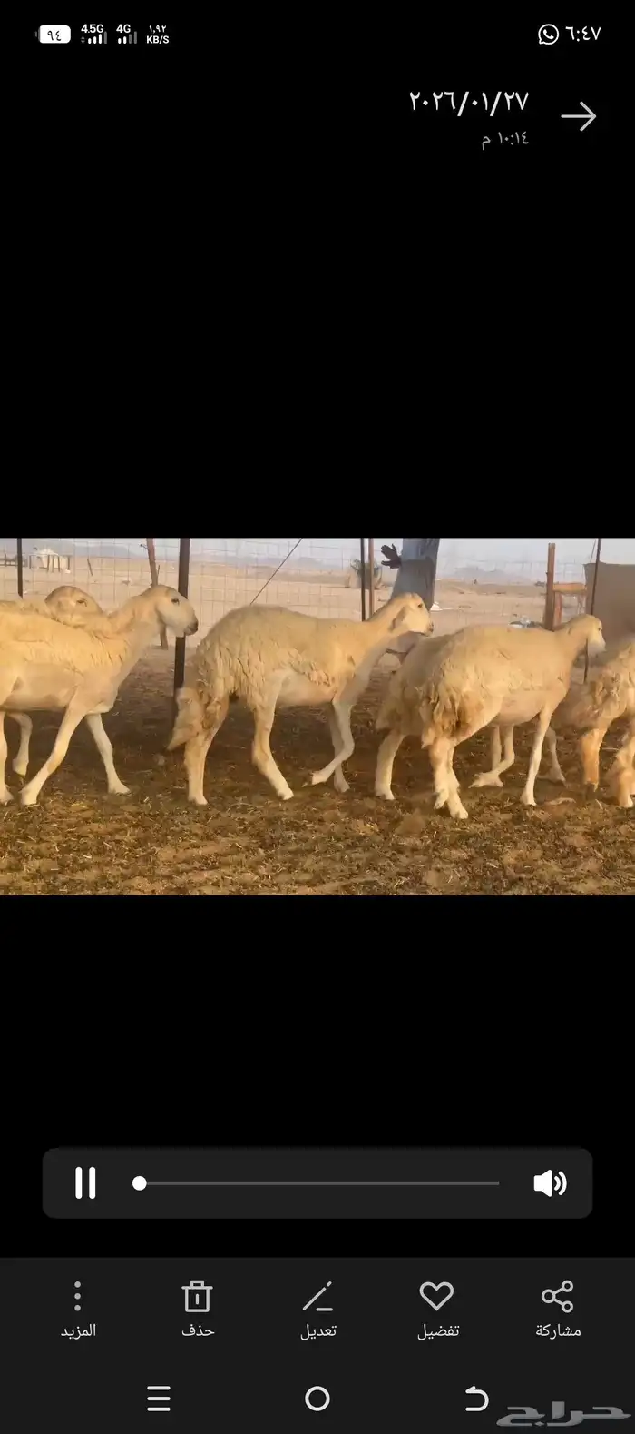 Harriat Sheep Rakhl Jabrah Class A 8