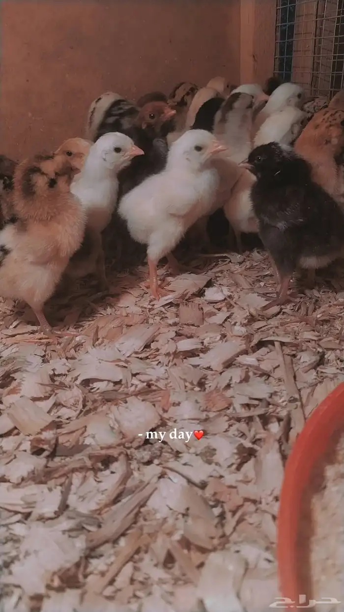 صوص بلدي ممتاز 4