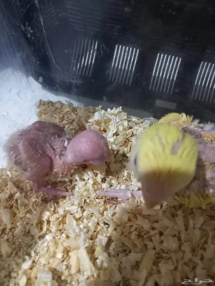 فرخين روز لاتينو رد فيس 5