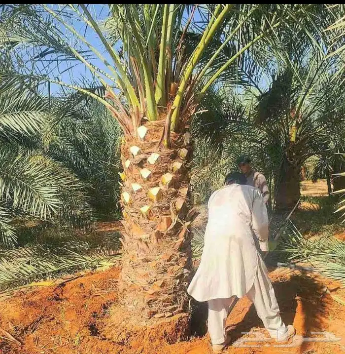 نخل للبيع نخيل مثمر نقايل جثايث خلاص صقعي سكري شيشي برحي سلج 5