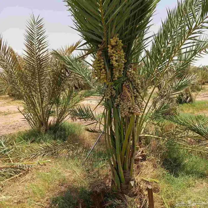نخل فروخ جثايث نقايل نخيل صقعي سكري مجدول وغيرها منوع 1